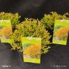 THUJA OCCIDENTALIS 'GOLDEN TUFFET' kak1