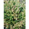 THUJA OCCIDENTALIS 'GOLDEN TUFFET' kak3