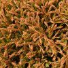 THUJA OCCIDENTALIS 'GOLDEN TUFFET' ist