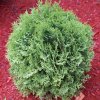 THUJA OCCIDENTALIS 'TINY TIM' IST1