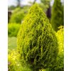 THUJA ORIENTALIS 'AUREA NANA_ist