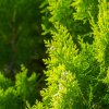 THUJA ORIENTALIS 'AUREA NANA_ist1