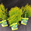 THUJA ORIENTALIS 'AUREA NANA' kak