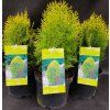 THUJA ORIENTALIS 'AUREA NANA' kak1