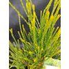 THUJA ORIENTALIS 'FRANKY BOY' kak