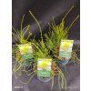 THUJA ORIENTALIS 'FRANKY BOY' kak1