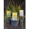 THUJA ORIENTALIS 'FRANKY BOY' kak2