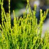 THUJA ORIENTALIS 'FRANKY BOY'_ist