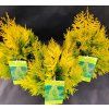 THUJA PLICATA '4EVER GOLDY' kak1