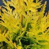 THUJA PLICATA '4EVER GOLDY' kak