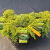TSUGA CANADENSIS 'JEDDELOH' 10,95 kak