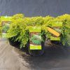 TSUGA CANADENSIS 'JEDDELOH' 10,95kak1