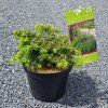 TSUGA CANADENSIS 'JEDDELOH arbo
