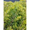 TSUGA CANADENSIS 'JEDDELOH' 10,95