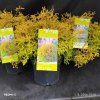 THUJA OCCIDENTALIS 'RHEINGOLD' kak