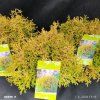 THUJA OCCIDENTALIS 'RHEINGOLD' kak1