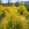 THUJA OCCIDENTALIS 'RHEINGOLD ist