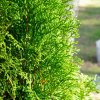THUJA OCCIDENTALIS 'SMARAGD' IST1