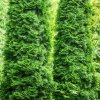 THUJA OCCIDENTALIS 'SMARAGD' IST