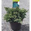 JUNIPERUS SQUAMATA 'BLUE STAR' arbo