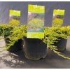 JUNIPERUS HORIZONTALIS 'GOLDEN CARPET' kak