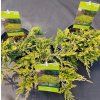 JUNIPERUS HORIZONTALIS 'GOLDEN CARPET' kak1