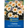 DAHLIA 'HAPPY DAYS CREAM WHITE' bruno