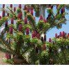 Abies koreana shutt1