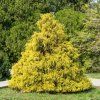 Chamaecyparis pis. 'Filifera Aurea' ist1