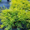 CHAMAECYPARIS PISIFERA 'FILIFERA AUREA' kak1