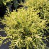 CHAMAECYPARIS PISIFERA 'FILIFERA AUREA' kak1
