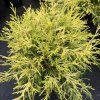 CHAMAECYPARIS PISIFERA 'FILIFERA AUREA' kak2