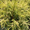 CHAMAECYPARIS PISIFERA 'FILIFERA AUREA' kak3