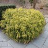 Chamaecyparis pis. 'Filifera Aurea' ist