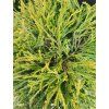 CHAMAECYPARIS PISIFERA 'SUNGOLD' kak3