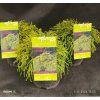 CHAMAECYPARIS PISIFERA 'SUNGOLD' kak