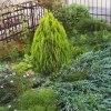 THUJA OCCIDENTALIS 'YELLOW RIBBON' ist