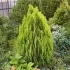 THUJA OCCIDENTALIS 'YELLOW RIBBON' ist1