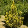 THUJA OCCIDENTALIS 'YELLOW RIBBON' IST