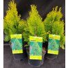 THUJA ORIENTALIS 'ELEGANTISSIMA' kak1