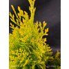 THUJA ORIENTALIS 'ELEGANTISSIMA' kak