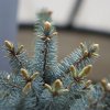 PICEA PUNGENS 'EDITH' IST