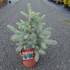 PICEA PUNGENS 'EDITH' ARBO