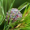 PINUS CEMBRA ist1