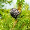 PINUS CEMBRA ist2