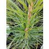 PINUS CEMBRA kak