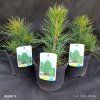 PINUS CEMBRA kak1