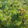 PINUS CEMBRA ist