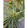 SCIADOPITYS VERTICILLATA za 20,15