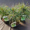 SCIADOPITYS VERTICILLATA 20,15